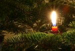 Candle on evergreen tree